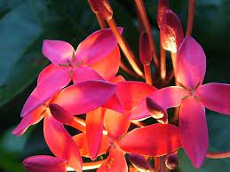 Guam Flowers Guam Beautiful Islands Flowers