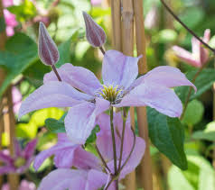 Data specific to clematis (edit). Waldrebe Comtesse De Bouchaud Clematis Hybriden Comtesse De Bouchaud Gunstig Online Kaufen