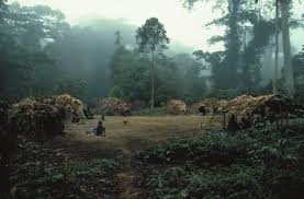 Image result for Dictyophleba ochracea