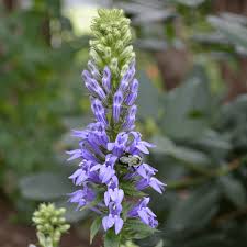 Image result for Lobelia pteropoda