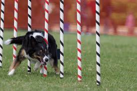 Download Border Collie Australian Dog Lover