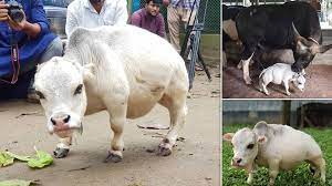 Bangladesh bovine hopes to break size record. World Smallest Cow Rani Born In Bangladesh Guardian Life The Guardian Nigeria News Nigeria And World News