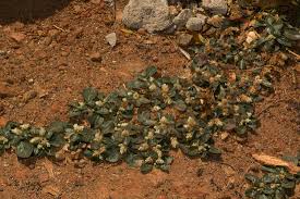 Image result for Alternanthera caracasana