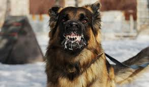 20 Most Dangerous Dogs In The World Based On Stats Dangerous Dogs Scary Dogs Angry Dog