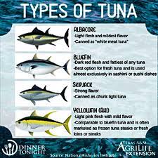 How big is the biggest bluefin tuna ever caught? How Much Does A Freshly Caught Sushi Grade Yellowfin Tuna Cost Quora