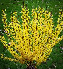 Golden Bell Forsythia In 2020 Forsythia Shrubs Flowering Bushes