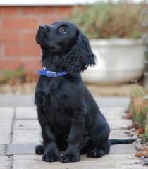 He Was A Little Black Dog With Long Silky Hair And Small Balck Eyes That Twinkled Merrily On Either Side Of His Fu Dogs Cocker Spaniel Puppies Spaniel Puppies