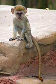Green Monkeys Are Highly Social Animals They Travel In Small Groups And Are One Of The Few Species To Have Multi Male Animals Animals Friends Wild Adventures