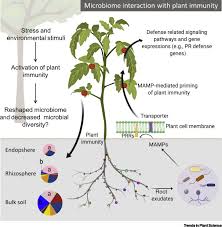What is an example of homeostasis in plants. Microbiome Mediated Stress Resistance In Plants Trends In Plant Science