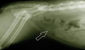 They show a normal cat chest x ray. Urine Crystals And Bladder Stones In Cats Petcoach