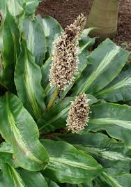 Image result for Palisota