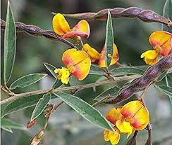 Image result for Cajanus cajan