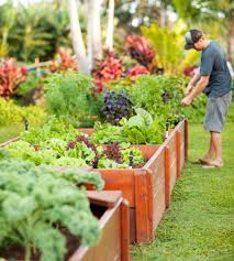 A Raised Bed Garden In Kauai Tropical Landscaping Tropical Garden Hawaii Landscape