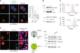 Activation Of Nix Mediated Mitophagy By An Interferon