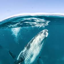 D A V I D E D G A R On Instagram Peaking Beneath The Surface A Humpback Whale Calf Peers At Me Just Beneath The Su Whale Humpback Whale Ocean Animals
