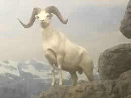 Dalli had insisted from the outset that the report by olaf should be published, but the commission always refused. Dall S Sheep Ovis Dalli Dalli Zoochat