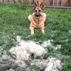 German Shepherd Shedding - The Full Guide to Control Dog ...