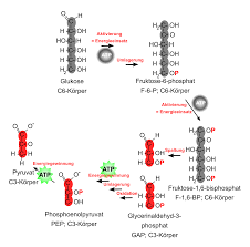 Atp (adenosine triphosphate) is a high energy molecule that functions as an immediate source of power for cell processes. Glykolyse Stoffwechsel Abitur Vorbereitung