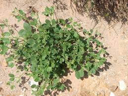 Image result for Balanites pedicellaris