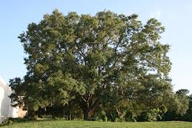 Florida's botanical bounty means a million shades of green. Native Trees Gardening Solutions University Of Florida Institute Of Food And Agricultural Sciences