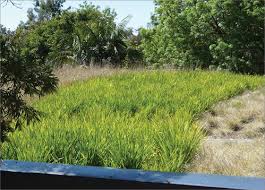 There are many roof garden design ideas, using which you can create a roof garden. Green Roofs And Walls Yourhome