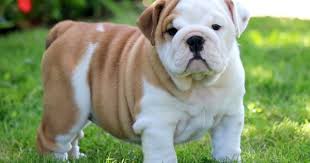 English Bulldog Puppies For Sale Puppy Adoption Keystone Puppies Bulldog Puppy Training Bulldog Puppies English Bulldog Puppies