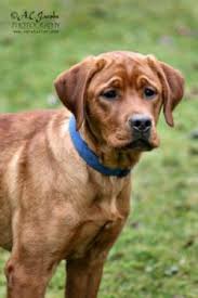 She takes after the american body type but has the calm disposition of an we searched all over the country to find the perfect stud to compliment our fox red females. 19 Labrador Retrievers Ideas In 2021 Labrador Retriever Labrador Retriever