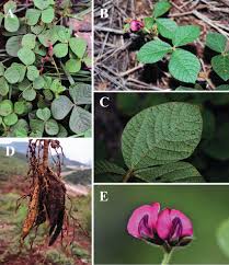 Image result for Flemingia