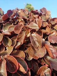Image result for Acalypha wilkesiana