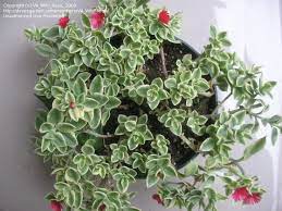 Heartleaf Ice Plant Heart Leaf Ice Plant Baby Sunrose Variegata Aptenia Cordifolia Plants Rose Plant Care Indoor Plant Care