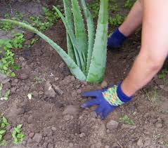 Maybe you would like to learn more about one of these? Planting Aloe Vera Growing Aloe Vera Aloe Vera Plant House Plant Care