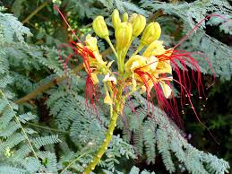 Image result for Erythrostemon gilliesii