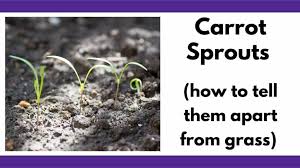 We did not find results for: Carrot Sprouts Together Time Family