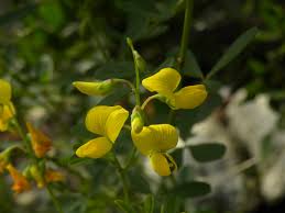 Image result for Crotalaria podocarpa