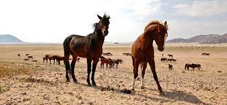 Horse Breed Namib Desert Horse