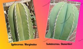 Image result for Lophocereus marginatus