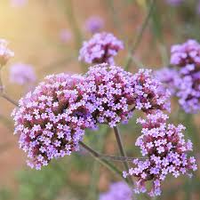 Image result for Verbena × teasii