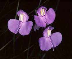 Image result for Utricularia appendiculata