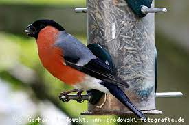 Dompfaff, gimpel, blutfink, gimpelfrom the english bullfinch nmnomen, männlich, maskulinum: Der Gimpel Dompfaff Steckbrief Brutzeit Nahrung Bilder Referat