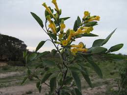 Image result for Nicotiana glauca