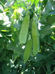 In each pea pod, there are approximately 6 to 10 peas. Get It Growing Growing Sugar Pea Pods It S A Snap Sequim Gazette