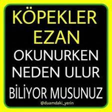 Kopekler Ezan Okunurken Neden Uluyor Ozlu Sozler Guzel Soz Dualar
