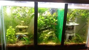 10 Gallon Tank Divided In 3 Parts Good Betta Tank Live Plants 10 Gallon Fish Tank Betta Tank Cool Fish Tanks