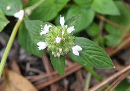 Image result for Spermacoce ruelliae