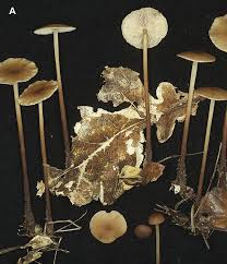 Image result for Marasmius opacus