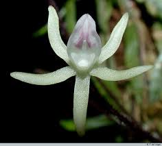 Image result for Taeniophyllum