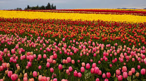 Tulips tulips provide a finishing touch that brings the spring garden to life. Mother S Day Bouquets How Five Friends Saved A Tulip Farm From Covid 19 The New York Times