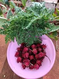 Image result for Croton macrostachyus