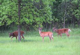 Midge Borne Disease Killing Iowa Deer Impact Low In Wisconsin So Far