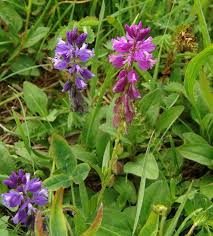 Image result for Polygala usafuensis